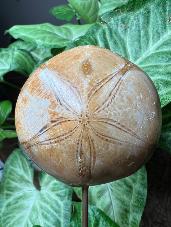 8/20 Sand Dollar Plant Crystal