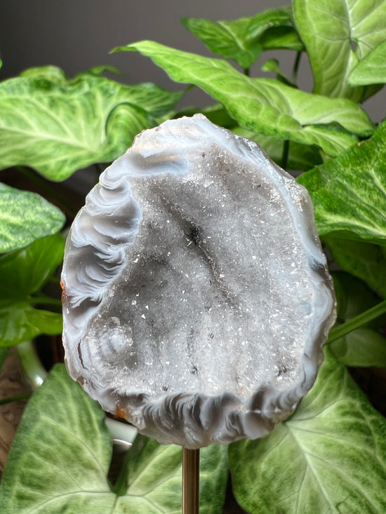 8/20 Geode Plant Crystal