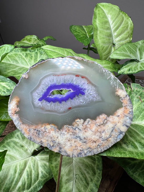 8/20 Purple Agate Plant Crystal