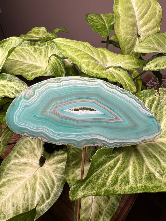 8/20 Green Agate Plant Crystal