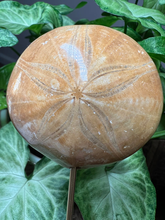 8/20 Sand Dollar Plant Crystal