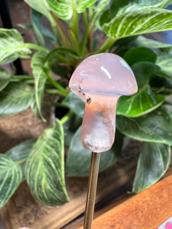 9/15 Mini Mushroom