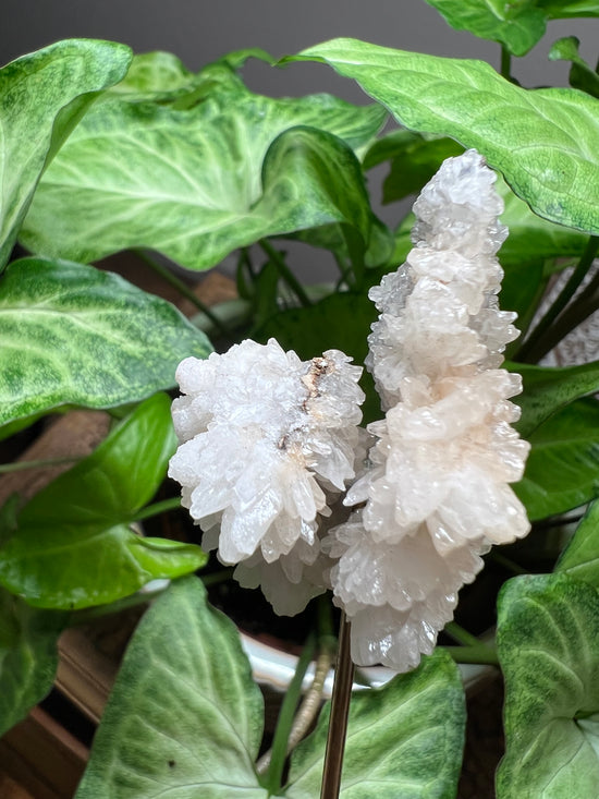 8/20 Vegan Coral Plant Crystal