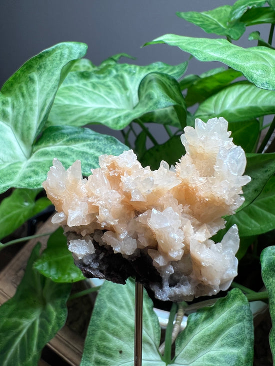 8/20 Vegan Coral Plant Crystal