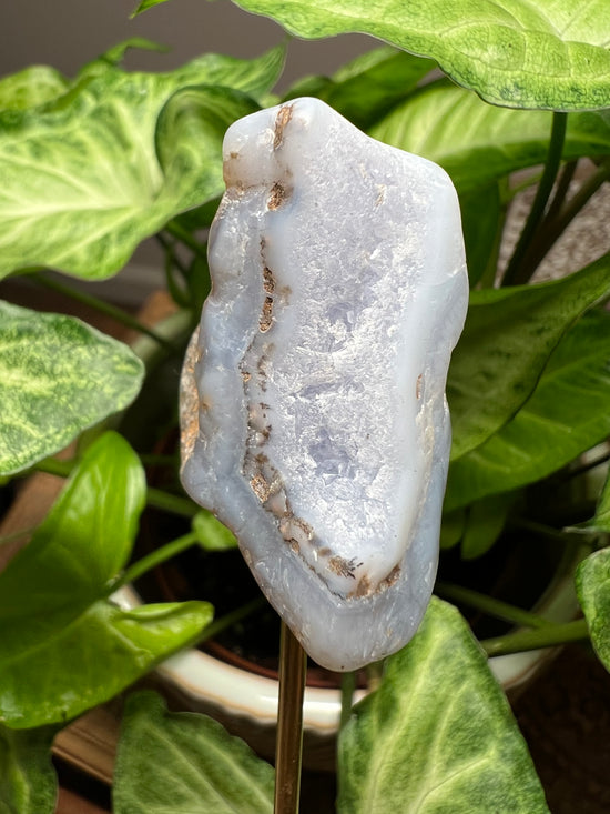 8/20 Blue Chalcedony Plant Crystal