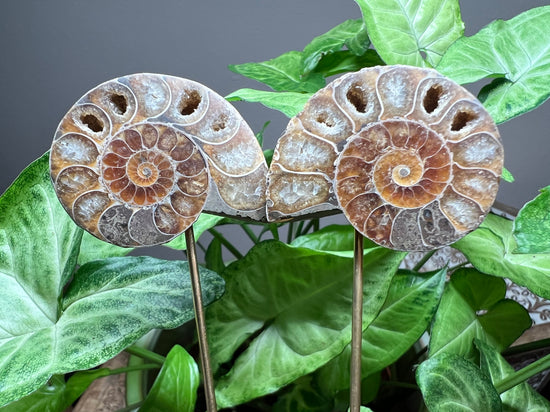 8/20 Bonded Pair Aura Ammonite Plant Crystals (2 units)