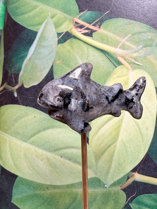 Jaws Labradorite shark Mini