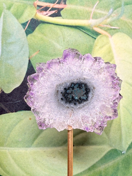 Cosmae Amethyst Flower Stalactite