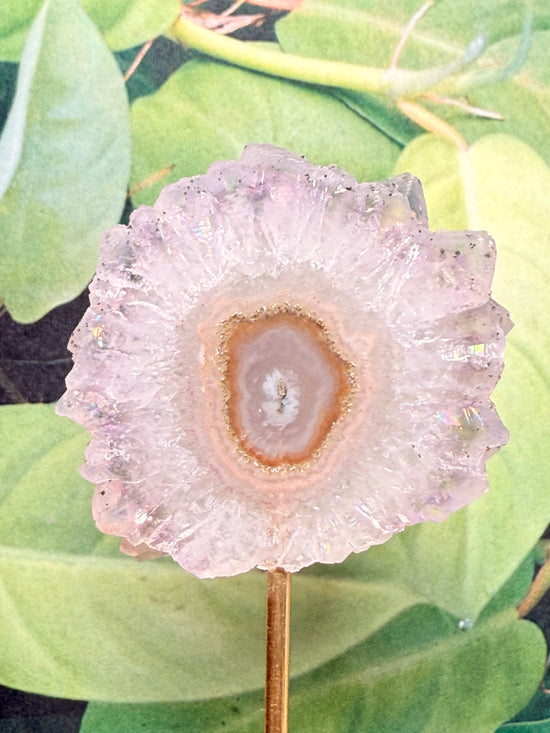 Alysia Amethyst Flower Stalactite
