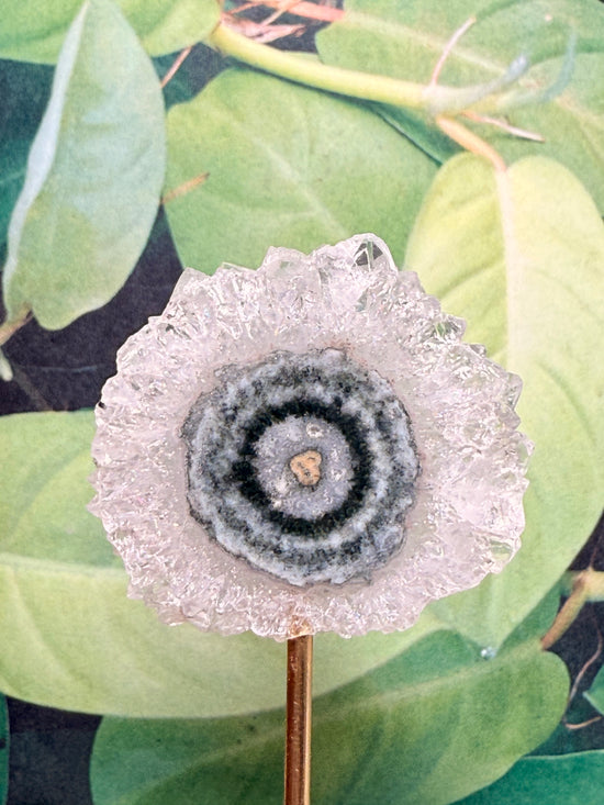 Helios Bloom Quartz Flower Stalactite