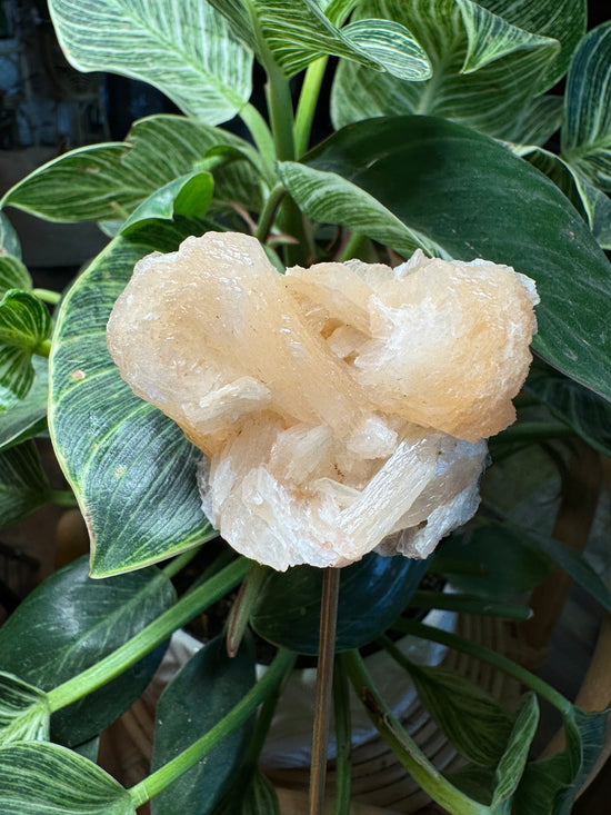 9/22 Peach Apophyllite