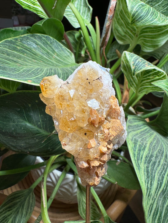 10/1 Mini Citrine