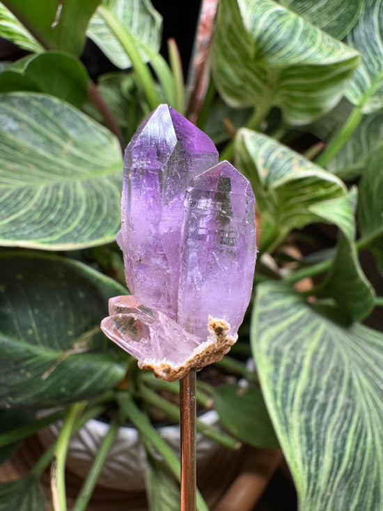 10/1 Mini Veracruz Amethyst