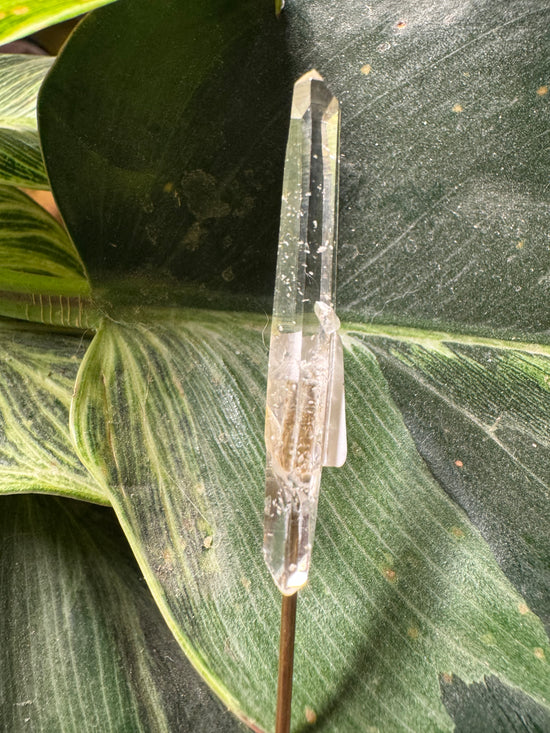 10/6 Mini Lemurian