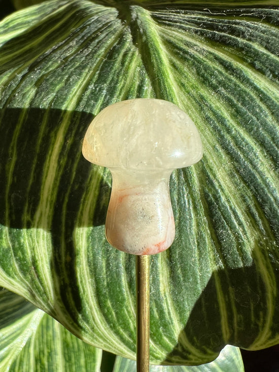 Mini Lacee Mushroom