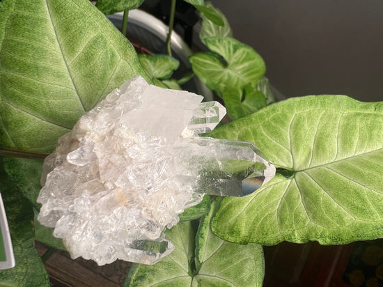 9/17 Quartz Plant Crystal