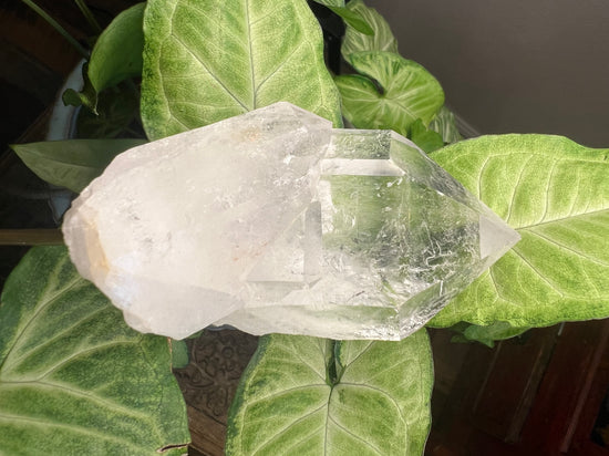 9/17 Premium Clear Quartz Plant Crystal