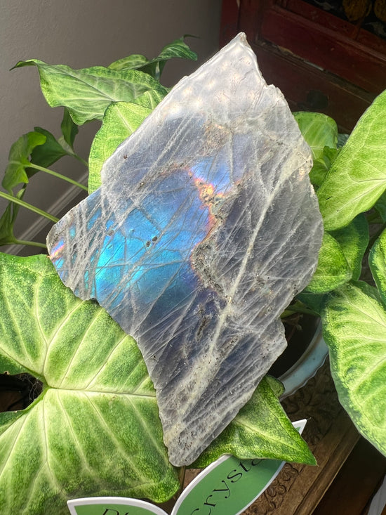 9/17 Wolf Labradorite Plant Crystal