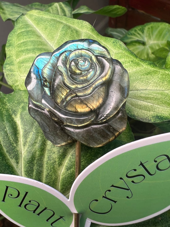 9/17 Labradorite Rose Plant Crystal