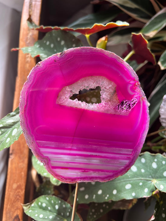 Pink Agate Plant Crystal