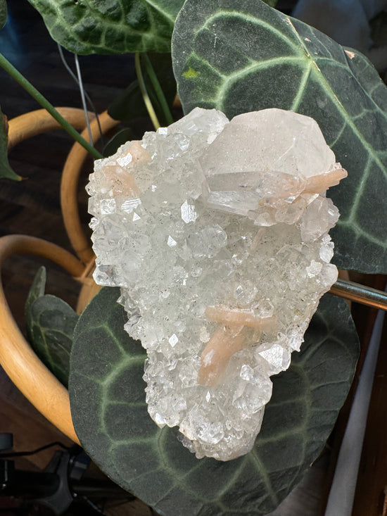 Lauren - Apophyllite