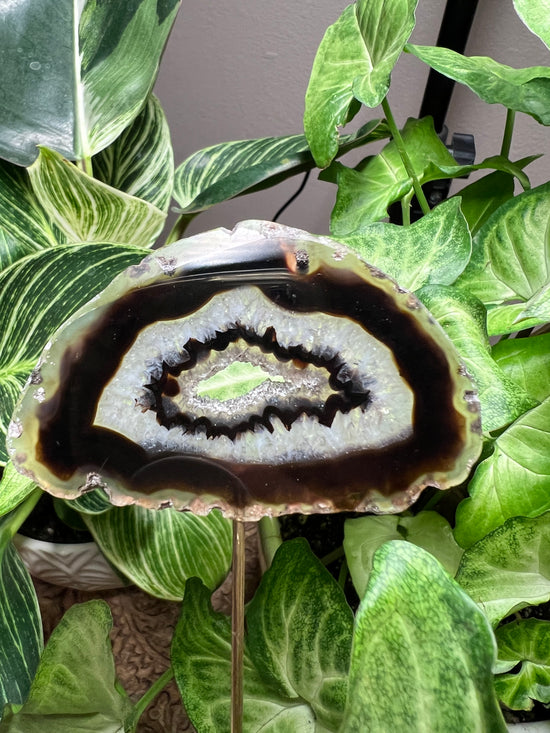 9/28 Agate Plant Crystal