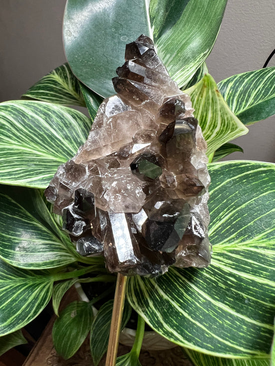 9/28 Smokey Quartz Cluster Plant Crystal