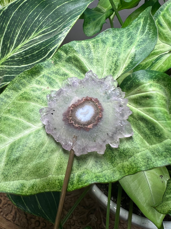 Amethyst Flower Plant Crystal