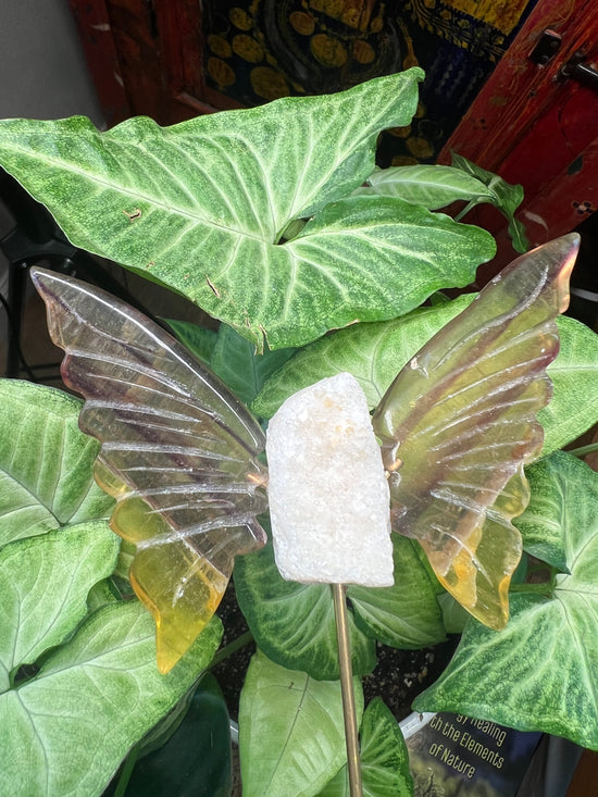 Abundance Yellow Fluorite and Citrine Butterfly Plant Crystal