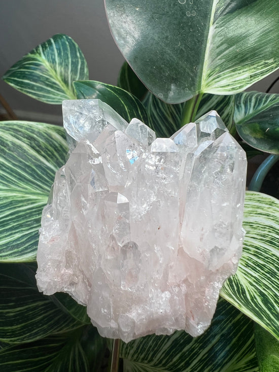 Pink Lemurian