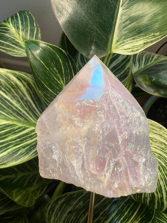 Angel Aura Rose Quartz Plant Crystal