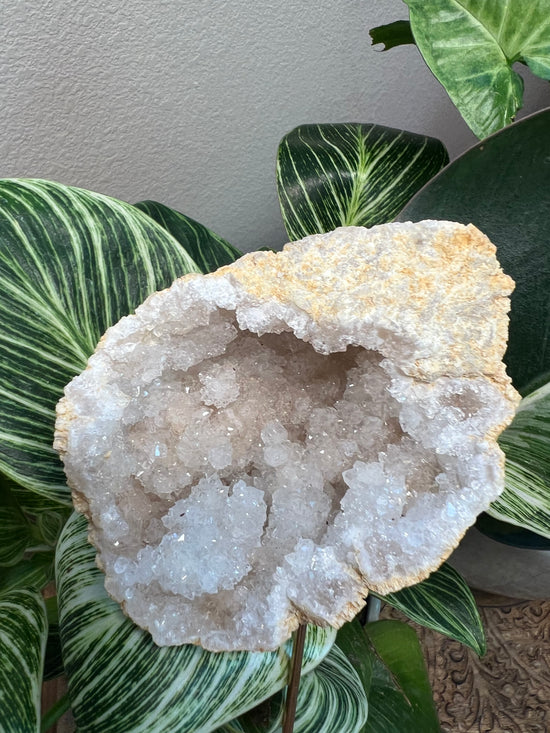 Moroccan Magic Plant Crystal