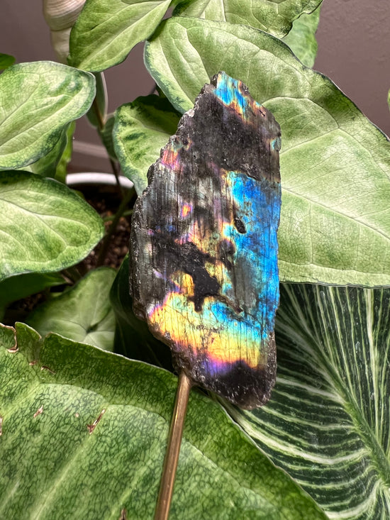 Labradorite Plant Crystal