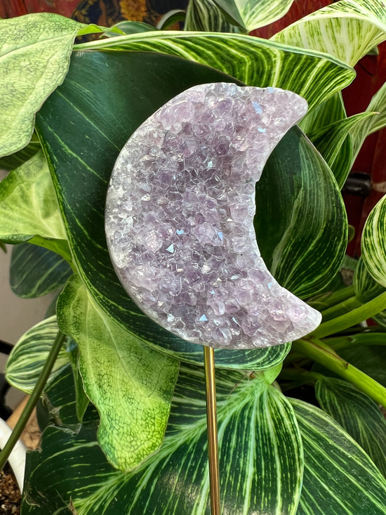 Amethyst Cluster Moon Plant Crystal