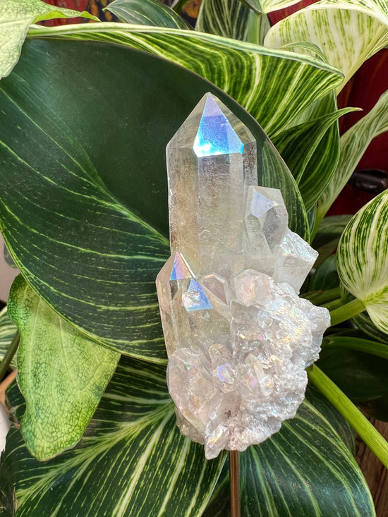 Angel Aura Cluster & point