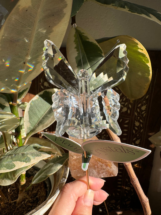 Clear Butterfly Suncatcher Plant Crystal