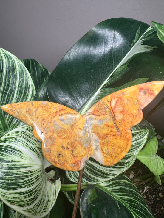 Agate Butterfly