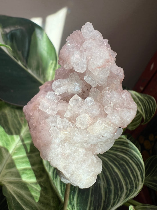 Pink Amethyst Plant Crystal