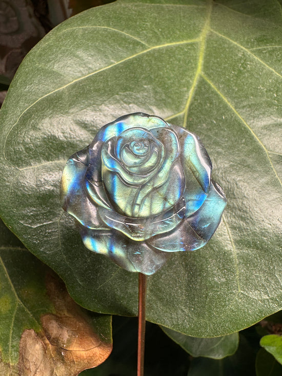 2/11 Labradorite Rose