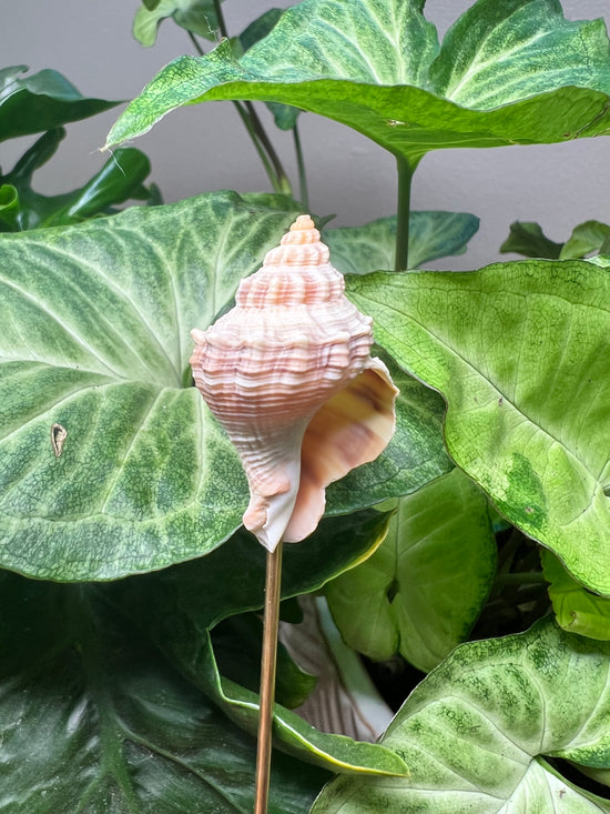 Seashell Plant Crystal