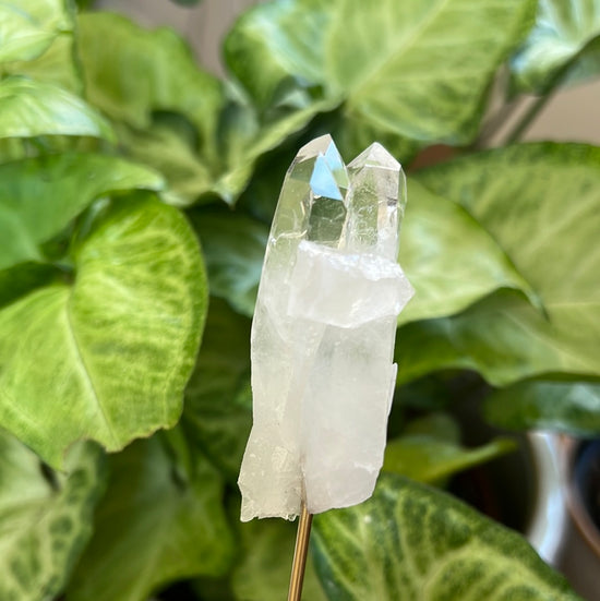 Quartz Plant Crystal