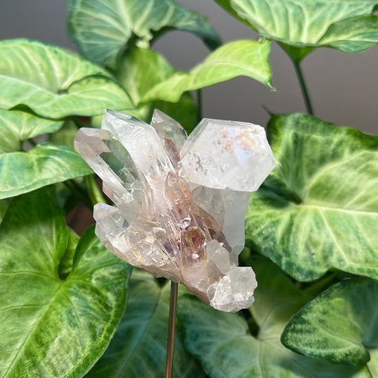 8/4 Quartz Plant Crystal