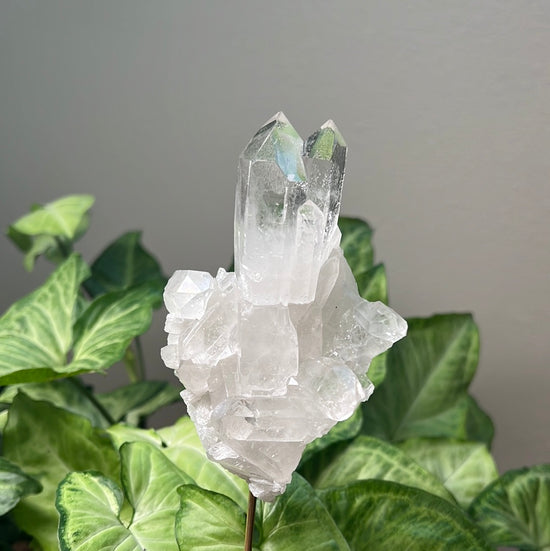 7/30 Clear Quartz Plant Crystal