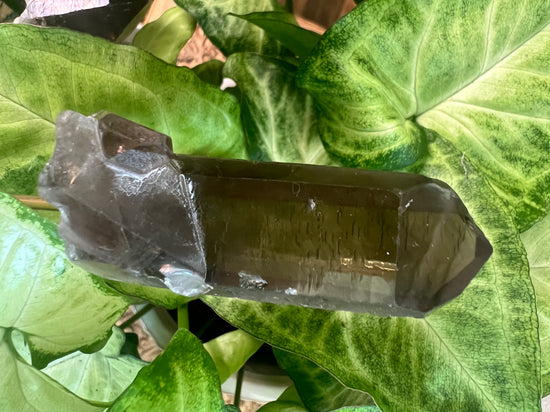 Phantom Smokey Quartz Plant Crystal