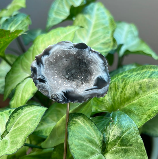 8/10 Geode Plant Crystal