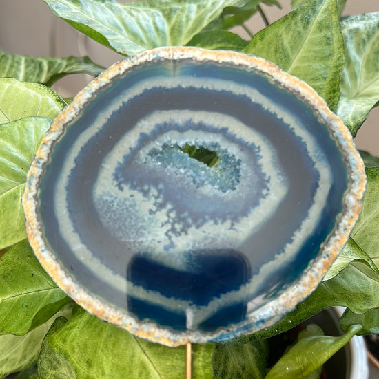 Large Blue Agate Plant Crystal