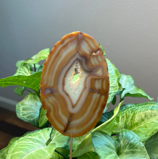 8/10 Natural Agate Plant Crystal