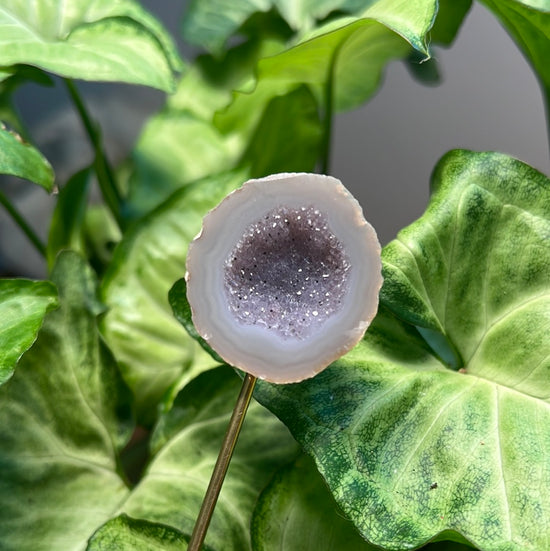 8/3 Geode Plant Crystal