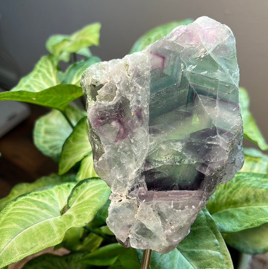 8/10 Rainbow Fluorite Plant Crystal