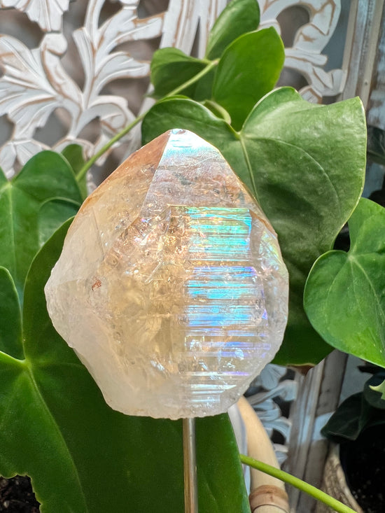 Angel Aura Citrine Plant Crystal